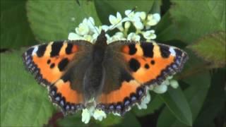 Small Tortoiseshell Butterfly Aglais urticae