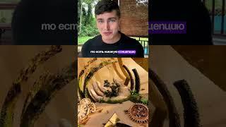 ОПАСНОСТЬ И ВРЕД ОТ МУХОМОРА | ЧЕМ ОПАСЕН И ЧЕМ ПОЛЕЗЕН МУХОМОР?  #андрей_арбенин
