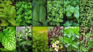 MINT VARIETIES - Plants Weekly