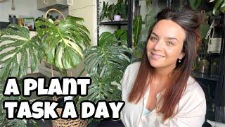 A week of plant tasks! 🪴getting plant chores done  a week of plant to-dos inspired 