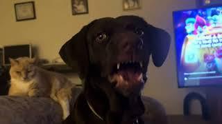 This dog talks back mouthy complaining & arguing with me about something  Reese the doggo sassmaster