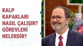 Kalp Kapakları Nasıl Çalışır? Görevleri Nelerdir?