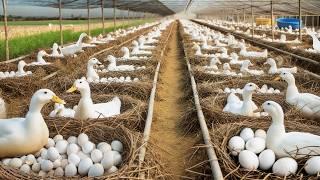 Raising Ducks for Eggs - Effective Duck Egg Business - DIY Organic Duck Food.