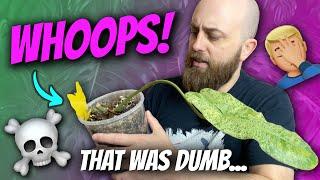 Did I just kill my Philodendron Paraíso Verde? | Plant Chores + Chat