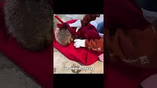 拯救陷入困境的小浣熊 拯救陷入困境的小浣熊#神奇動物在抖音 #野生動物零距離 #動物 #動物救助