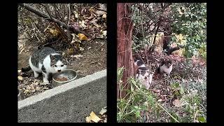 길냥이 뭉치와 숭이, 이제 집고양이로서 새 삶을 살아요