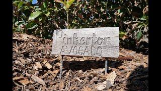 Pinkerton avocado tree: a profile