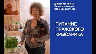 Правильное питание для собак. Пражские Крысарики Вероники Пустовет #Shorts