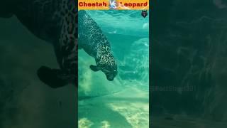 । Cheetah Vs Leopard । #shorts