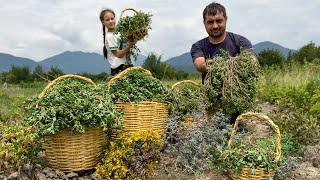 Сбор портулака для здорового образа жизни | Уникальный рецепт зелени|Расслабляющая деревенская семья