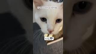 요구한다!! #고양이 #깜냥 #cat #냥춘기 #cute #고양이일상 #크림냥 #모카#미미