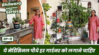 ज़बरदस्त फ़ायदेमंद ये मेडिसिनल प्लांट हर गार्डनर को लगाने चाहिए  Medicinal Plants Garden EP-11