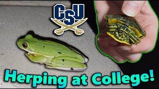 Herping on a College Campus!