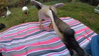 Devoted Pet Goose Defends his Owner from Stranger