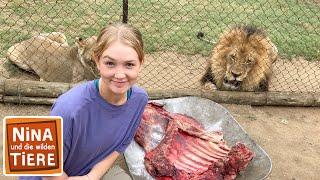 Löwenrudel gesucht | Reportage für Kinder | Nina und die wilden Tiere