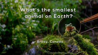 What's the smallest animal on Earth?