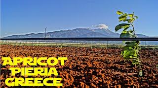 Apricot · LADY COT from Vrontou,Pieria,Greece. (it's only beginning...)