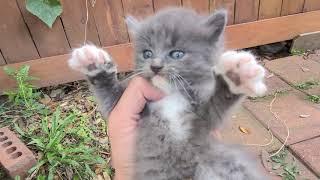 Russian blue Kittens