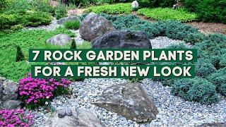 7 Plants for a Rock Garden that Will Give Your Home a Fresh New Look 