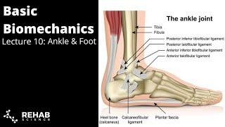 Biomechanics Lecture 10: Ankle & Foot