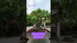 Hoa Lộc Vừng Nở rộ,Rực rỡ một Không Gian,Thật #VuonToTV #garden#flowers #beautiful#kientrucxanh