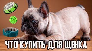 5 Вещей для ЩЕНКА французского бульдога. Как подготовить квартиру