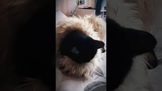 The cat and its prey  #cats #funnycats #shorts #tiktok #animals #barsik