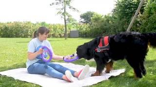 Puller by Ferplast, the unique tool for  your dog fitness