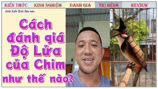 Nam Râu chia sẻ Họng chào mào Vàng đạt Lửa ra sao từ chào mào Bổi cho tới chim Thi