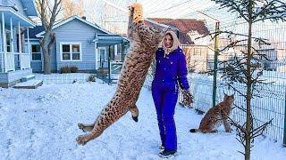 LYNXES HUNT A BIRD / Lynx Cub Izyum Learns to Jump / Competition Results