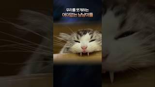 우리를 웃게하는 어이없는 냥냥이들  #냥냥이