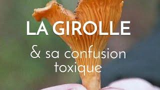 La délicieuse girolle et sa confusion possible toxique