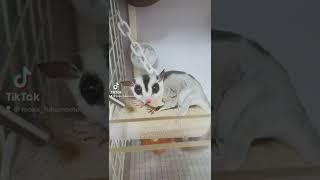 知り合い来ててビビってたフクロモモンガにチョップしてみた笑