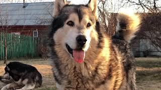 Alaskan malamutes from Amank Enisey kennel