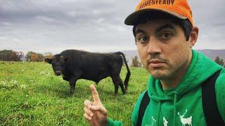 WE GOT A MINI BULL to make more MINI COWS!