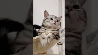 Super Cat 99 #shorts #cat #funny #vlog #feeding #Amazing #Trending