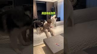 一家四口錯綜複雜的情感糾葛...#哈士奇 #爹寶狗