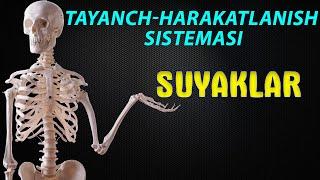 Tayanch-harakatlanish sistemasi || Skelet || Suyaklar