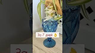 #хлорофитум #размножение #комнатныерастения #домашниецветы #уходзацветами #цветыдома #комнатныецветы