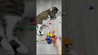 Cats Barsik🟢🟡 Beads Reverse video #marblerunandmore #cat #reverse #funny #shorts