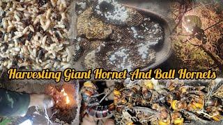 Harvesting Giant Hornets And Ball Hornets// on luckey Day//