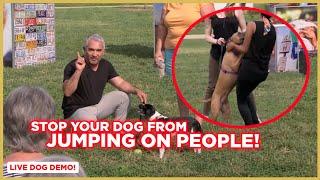 How To Stop Your Dog from Jumping on People | Dog Nation