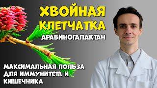 Уникальная хвойная клетчатка: усилит иммунитет и наладит баланс микрофлоры. Арабиногалактан