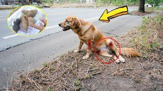 Stray Dog ​​Crawls Back to Her Puppies After Being Beaten. What Happens Next Will Make You CRY! 