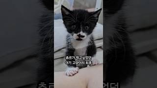 츄르가 먹고팠던 아기 고양이의 최후 #shorts #고양이