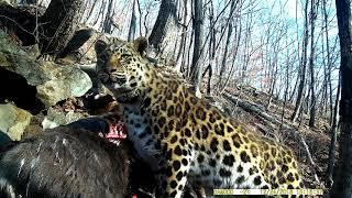 Amur Leopard