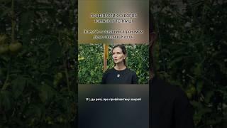 Профілактика хвороб томатів у теплиці. Інтерв’ю з агрономом Кіссон.