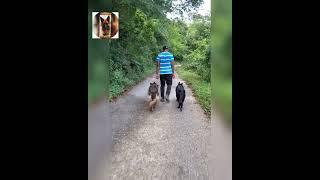 best german shepherd dogs in jamaica, trained by souljapup kennels,