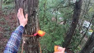 WHEN TREES FIGHT BACK! Dangerous Tree climbing accident!