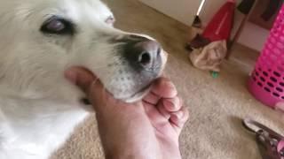 Blind husky climbs stairs and finds home all by herself (amazing)